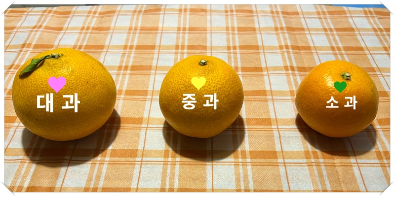 크기 비교.jpeg