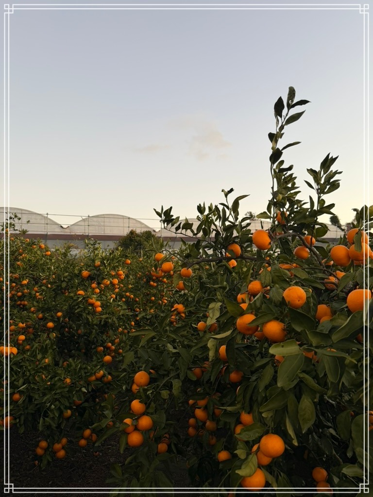 귤 사진 1.jpeg
