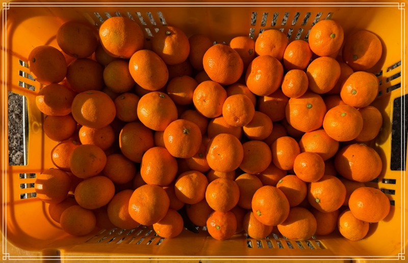 귤 사진4.jpg