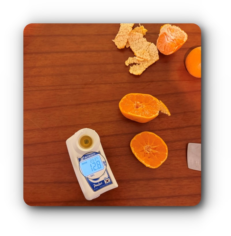 감귤 당도측정-확대3-수정.jpeg